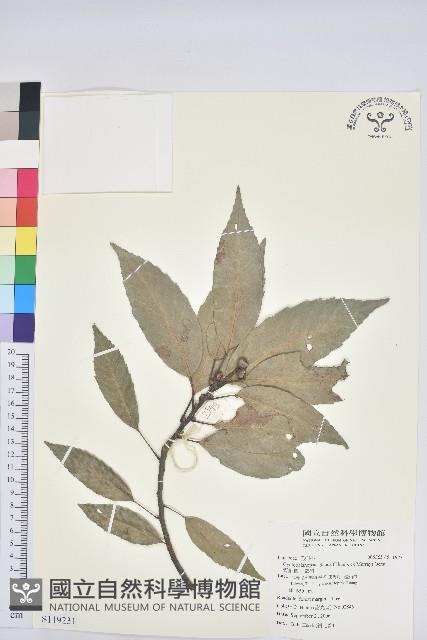 青剛櫟、鐵椆藏品圖，第1張