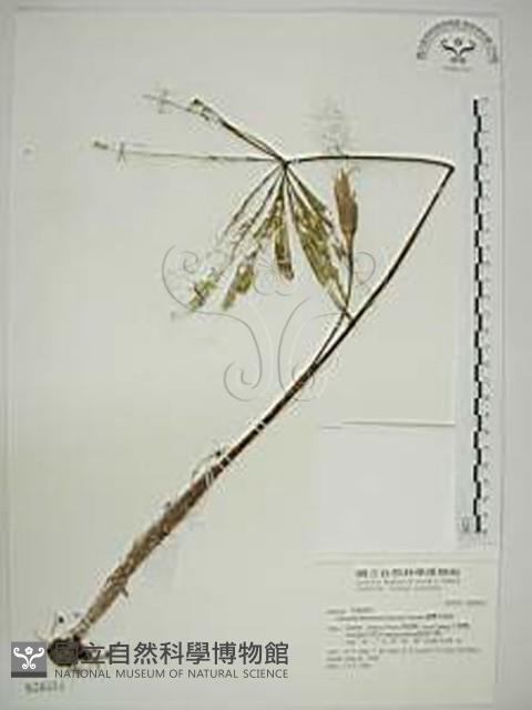 臺灣天南星藏品圖，第1張