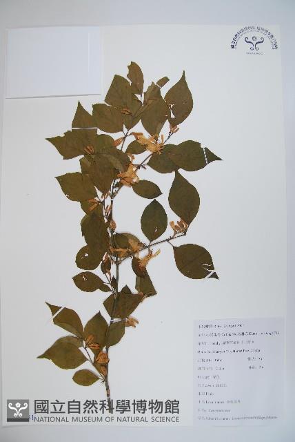 金銀忍冬藏品圖，第1張