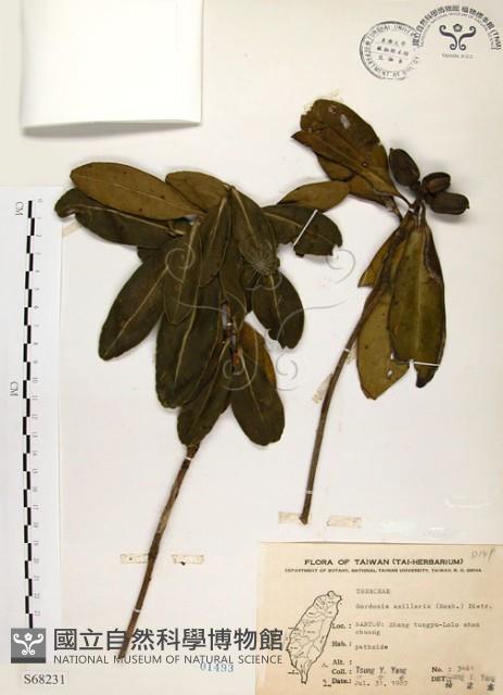 大頭茶藏品圖，第1張