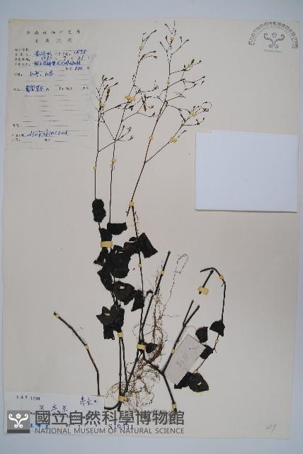 叉序草藏品圖，第1張