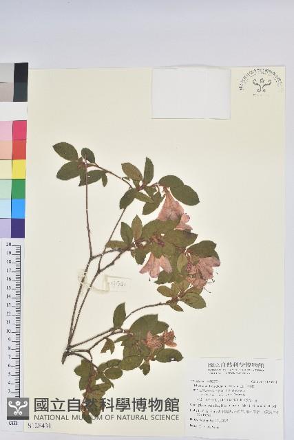 金毛杜鵑藏品圖，第1張