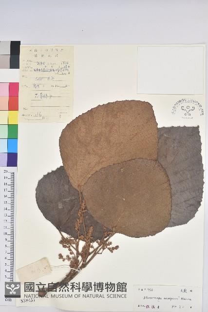 鼎湖血桐藏品圖，第1張