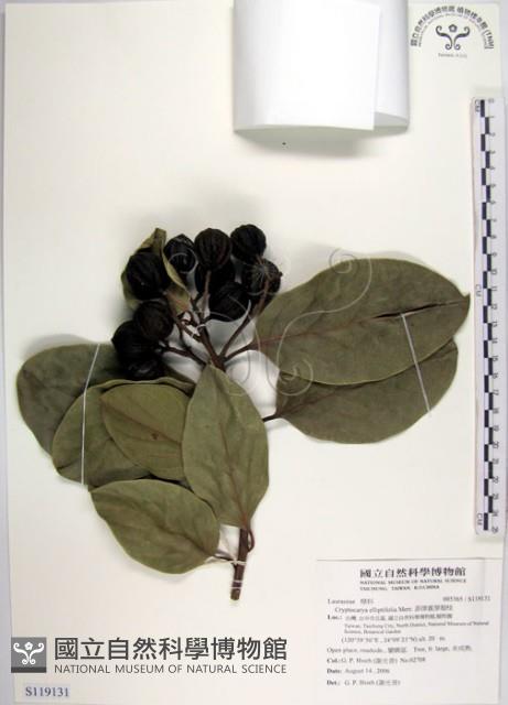 菲律賓厚殼桂藏品圖，第1張