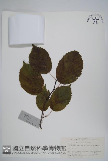 藏刺榛藏品圖，第1張