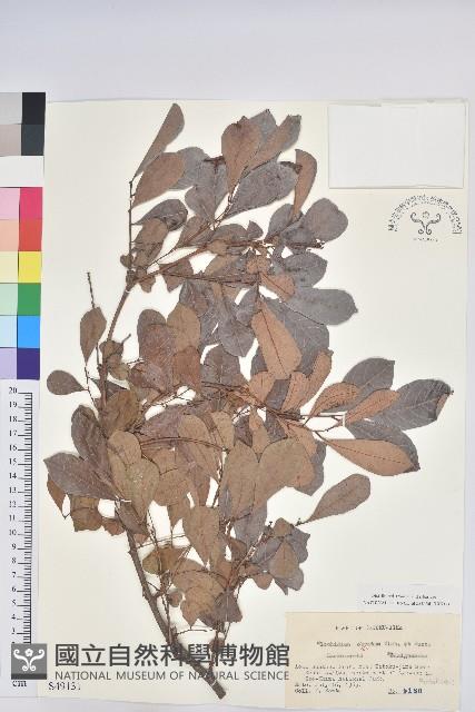 倒卵葉算盤子藏品圖，第1張