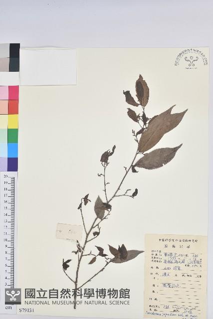 日本五月茶、南投五月茶藏品圖，第1張