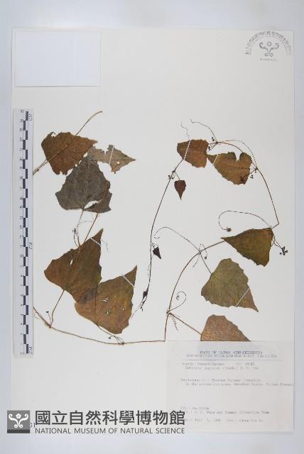 馬交兒藏品圖，第1張