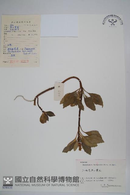 頂蕊三角咪藏品圖，第1張