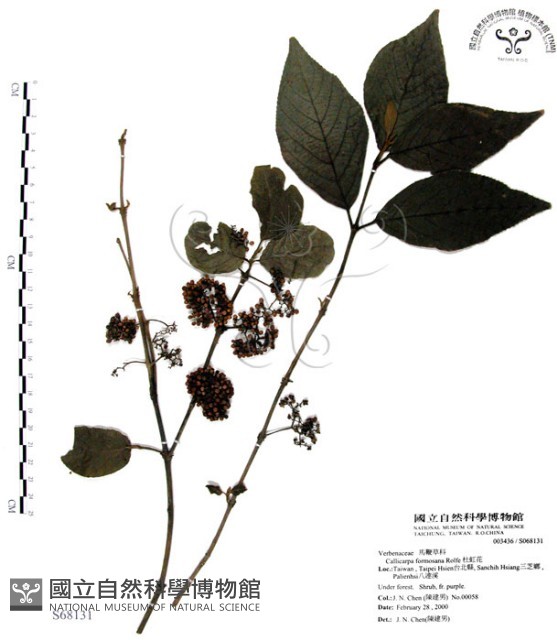 杜虹花，台灣紫珠藏品圖，第1張