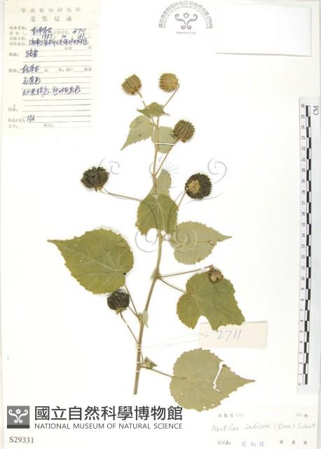 冬葵子藏品圖，第1張