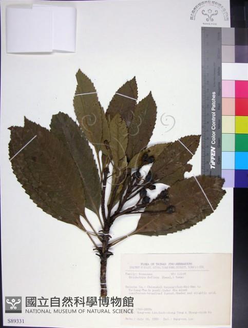 山枇杷、臺灣枇杷藏品圖，第1張