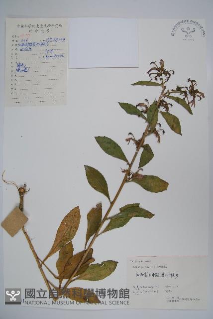 江南山梗菜藏品圖，第1張