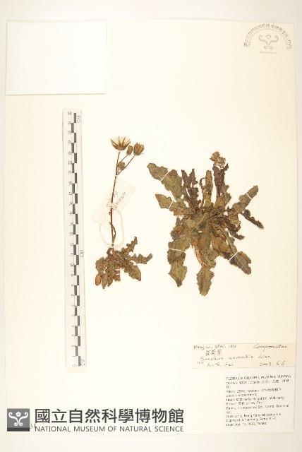 苦苣菜藏品圖，第1張