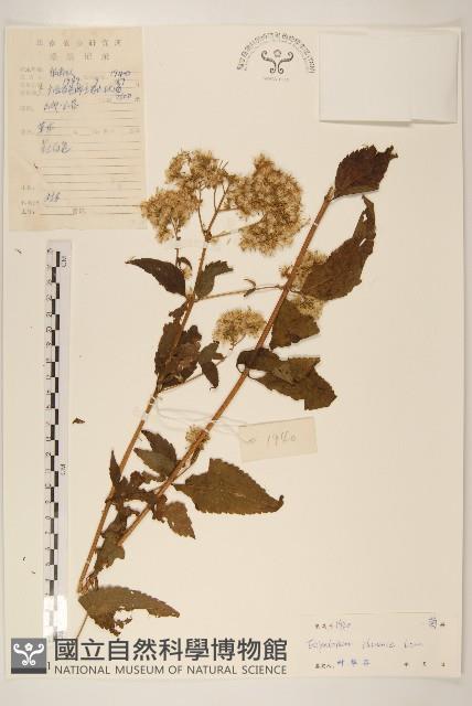 華澤蘭藏品圖，第1張