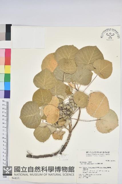 圓葉血桐藏品圖，第1張