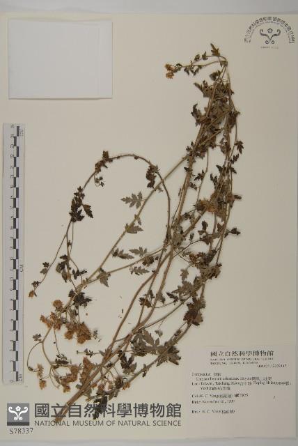 雙蕊鼠尾粟藏品圖，第1張