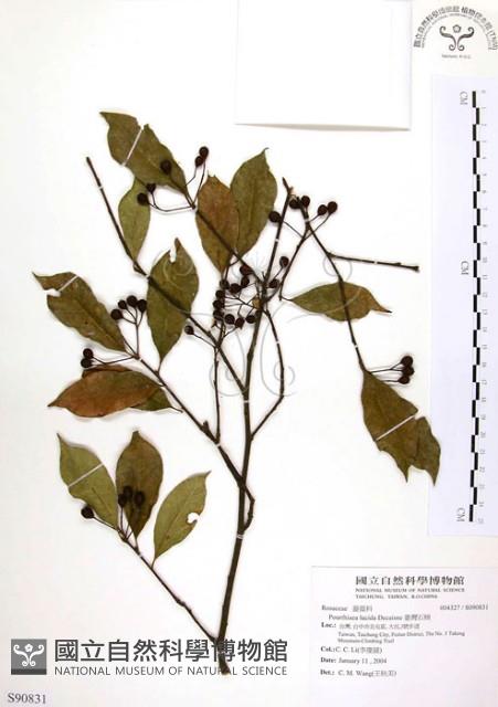 臺灣石楠藏品圖，第1張