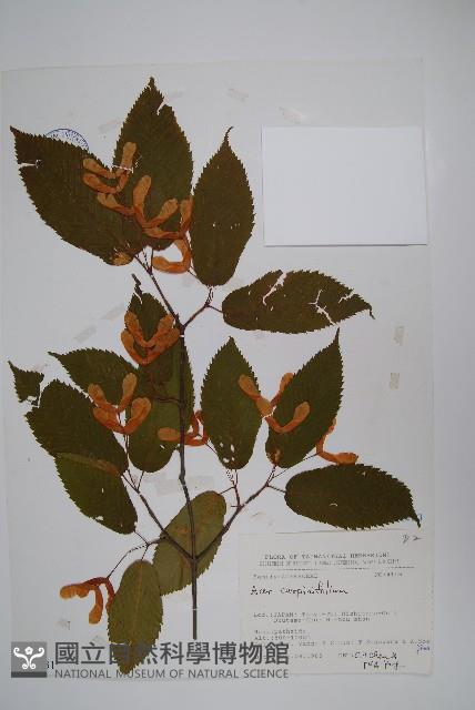 鵝耳櫪槭藏品圖，第1張