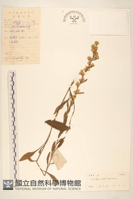 一枝黃花藏品圖，第1張