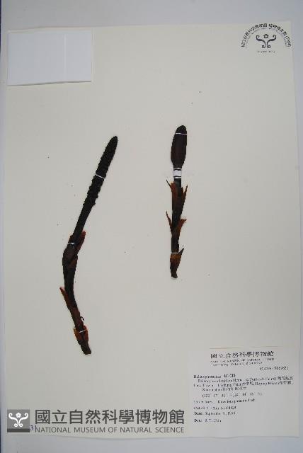 穗花蛇菰藏品圖，第1張