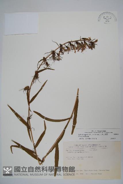 大本山梗菜藏品圖，第1張