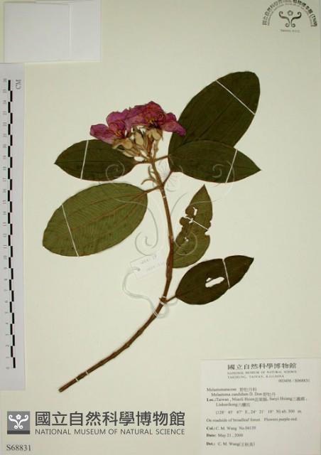 野牡丹藏品圖，第1張