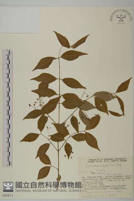 垂絲衛矛藏品圖，第1張