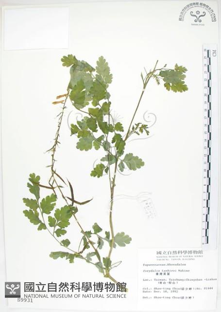 臺灣黃菫藏品圖，第1張