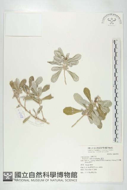 宜梧藏品圖，第1張