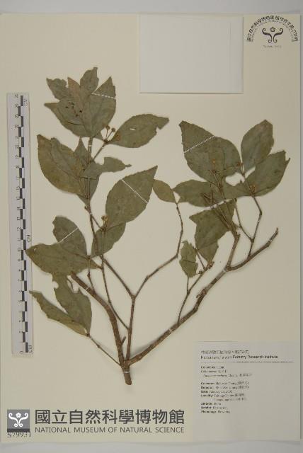 菱葉衛矛藏品圖，第1張