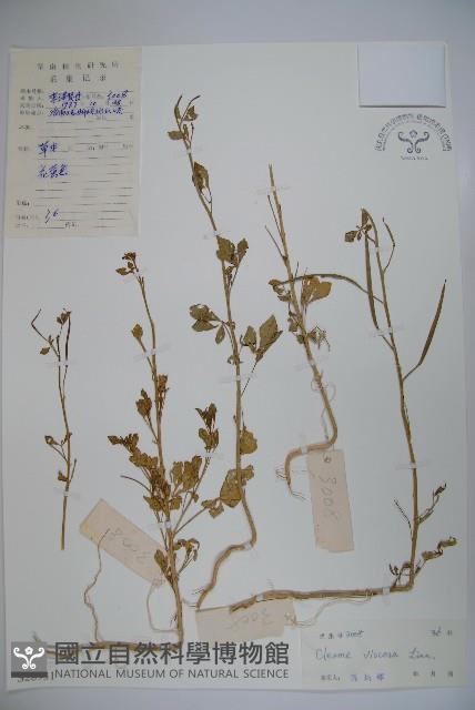 向天黃藏品圖，第1張