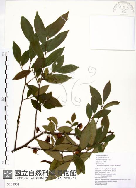 台灣楊桐藏品圖，第1張