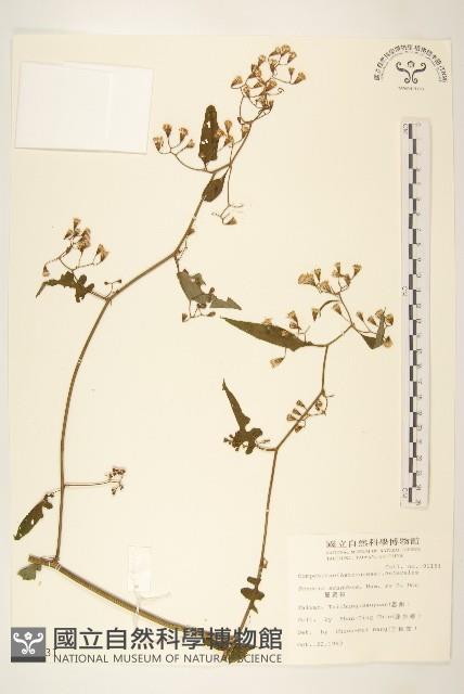 蔓黃菀藏品圖，第1張