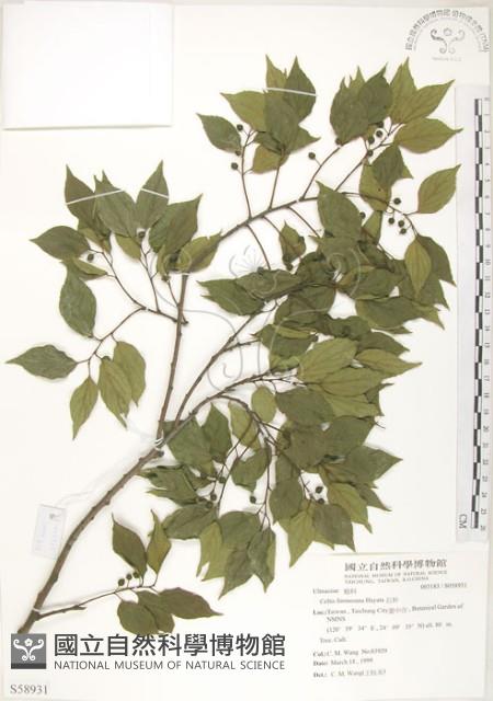 石朴藏品圖，第1張