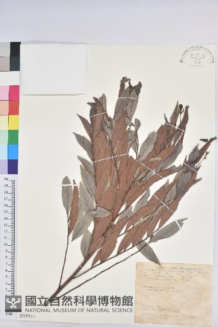 紅毛饅頭果藏品圖，第1張