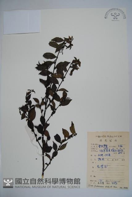 密毛假黃楊藏品圖，第1張