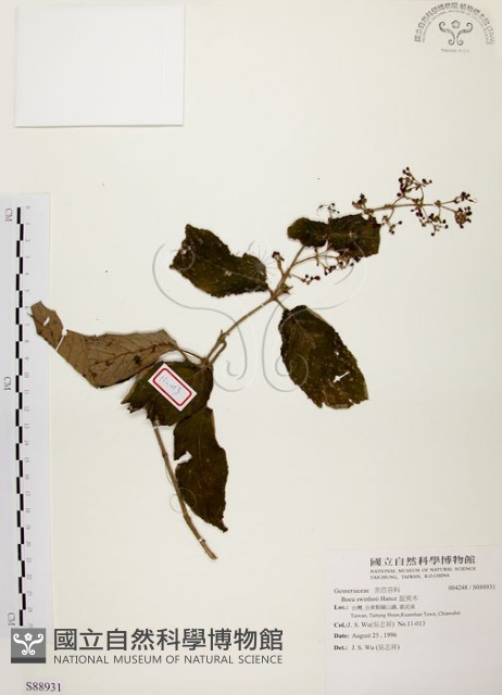 旋莢木藏品圖，第1張