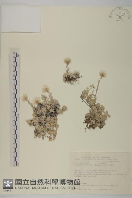 尼泊爾籟簫藏品圖，第1張