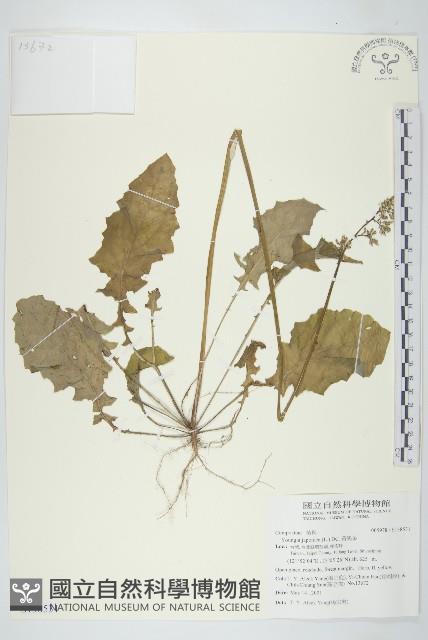 Oriental hawksbeard Collection Image, Figure 1, Total 2 Figures
