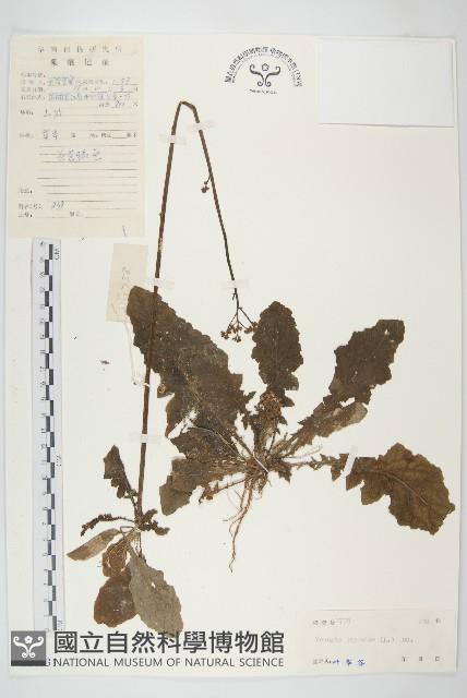 黃鵪菜藏品圖，第1張