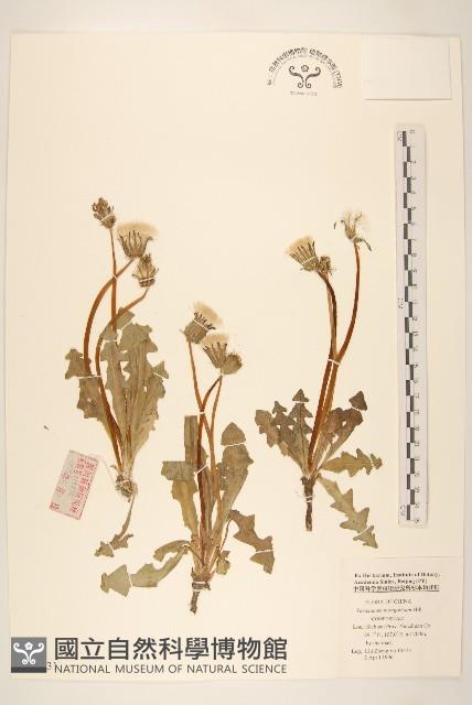 蒲公英藏品圖，第1張