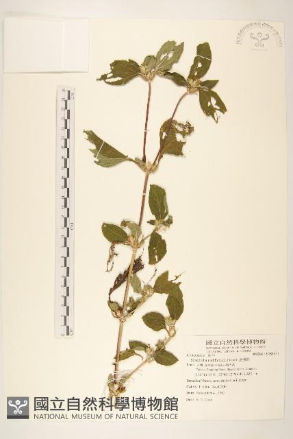 金腰箭藏品圖，第1張