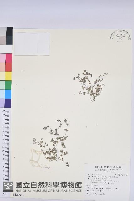 匐根大戟藏品圖，第1張