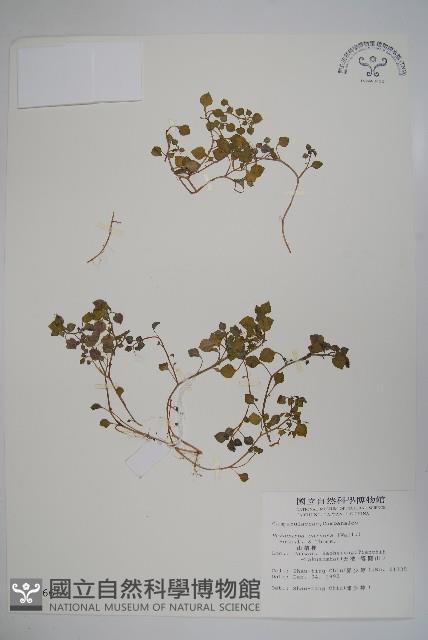 山桔梗藏品圖，第1張