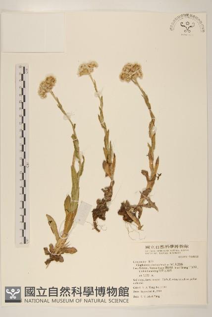 紅面番藏品圖，第1張