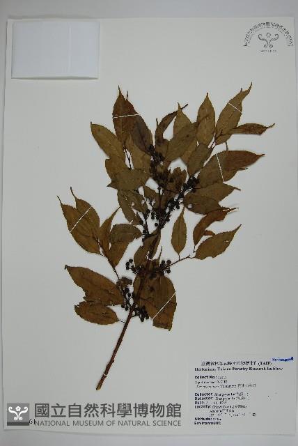 阿里山冬青藏品圖，第1張