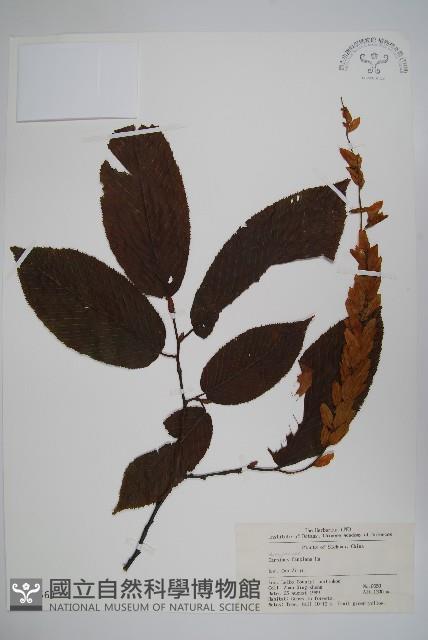 川黔千金榆藏品圖，第1張