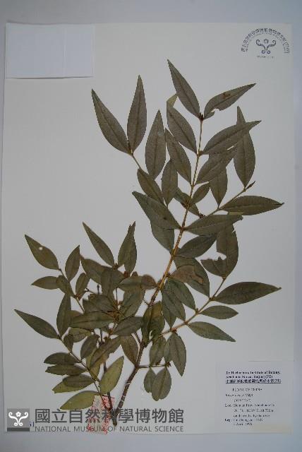 桃葉黃楊藏品圖，第1張