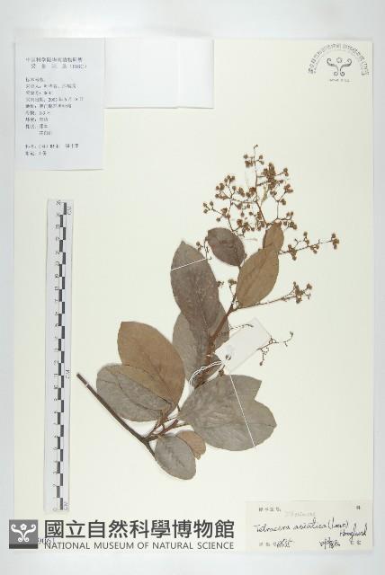 錫葉藤藏品圖，第1張